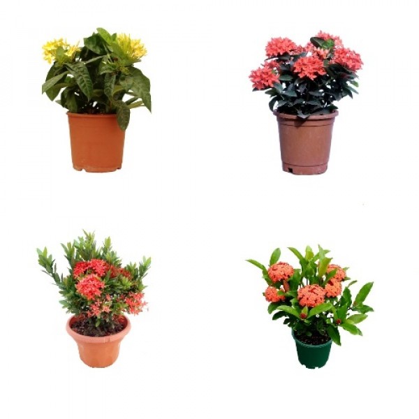 Ixora Dwarf Plant Pack (Pack of 4 Colors)